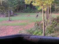 More from Crabapple Hunt Club, Hancock Cty Ga.